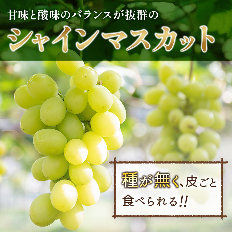 先行予約 シャインマスカット 3～4房 約2.4kg+100g補償付 宮崎県産【C433-25】