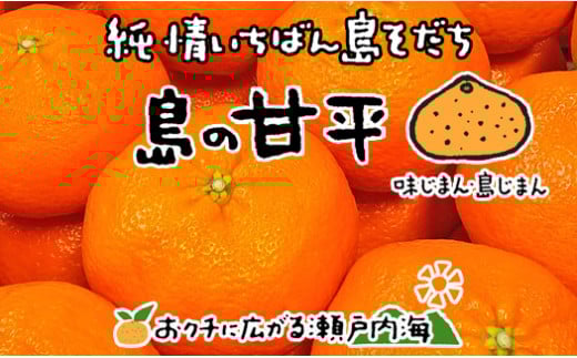 【2026年2月中旬から発送予定】ジャンボ 甘平 特大（6L以上） 約1kg（2玉） 化粧箱入 | 愛媛県産 柑橘 みかん かんぺい 甘平 フルーツ 果物 愛媛県 松山市 中島産