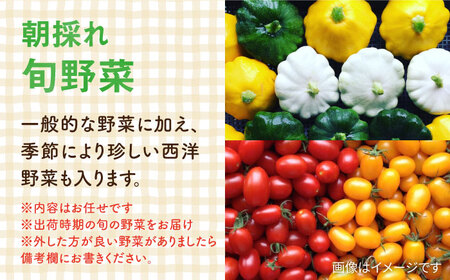 【全3回定期便】糸島の朝産み黄金タマゴ10個 朝どれ新鮮野菜5品 セット【福岡県糸島産】 糸島市 / オーガニックナガミツファーム 玉子 やさい 	[AGE047]