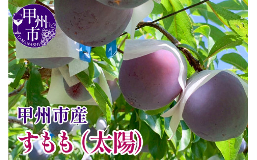 【クール配送】すもも（太陽）7～9玉（合計約1.5kg）【2025年発送】（KFT）C-1811 【太陽 すもも スモモ 令和7年発送 期間限定 山梨県産 甲州市 フルーツ 果物】