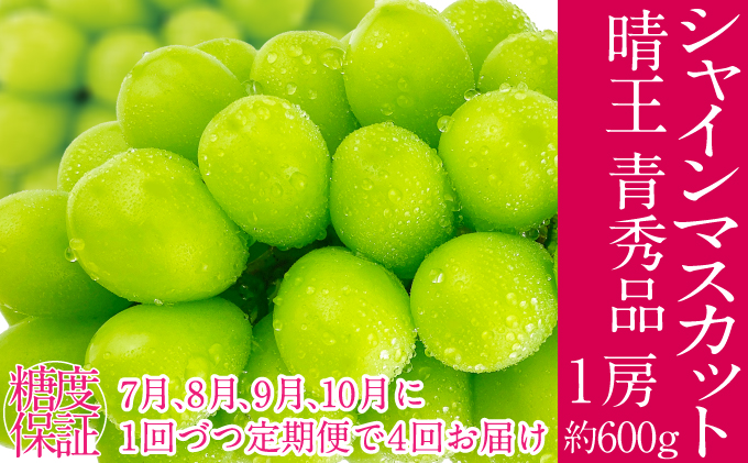 2026年予約受付中 シャインマスカット 晴王 7月8月9月10月に1回づつ出荷  4回 定期便 1房 約600g  人気 岡山県産 種無し 皮ごと食べる みずみずしい  フレッシュ 晴れの国 おかやま 果物大国 ハレノフルーツ