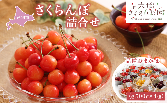 【 先行受付 】さくらんぼ 4種 500g 品種お任せ セット 詰め