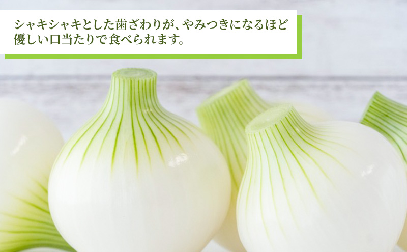 静岡県浜松市産 新玉ねぎ サラダオニオン Lサイズ 10kg 約50