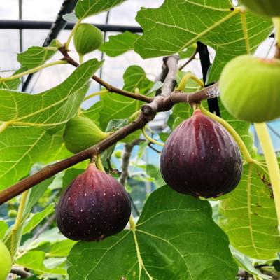 ふるさと納税 すさみ町 【ハウス栽培】和歌山県産樹上完熟いちじく12玉入り(すさみ町) |  | 02