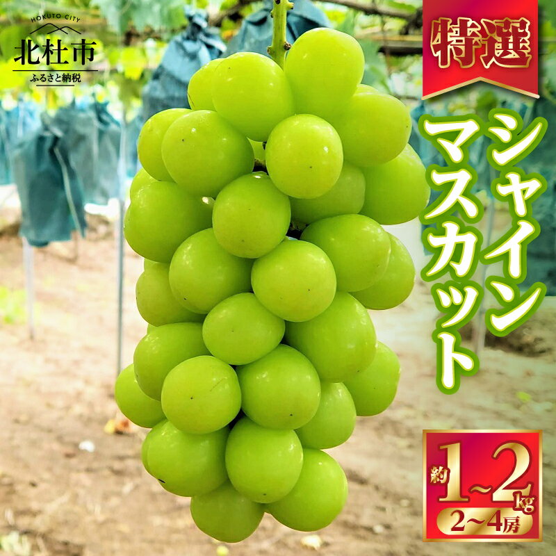 【ふるさと納税】 【2025年先行予約】 シャインマスカット 特選 ブドウ 選べる 容量 約1kg 約2kg 2房～4房 数量限定 名水の里 ぶどう フルーツ 果物 くだもの ギフト 贈答用 化粧箱入り 山梨県産 北杜市 白州 送料無料