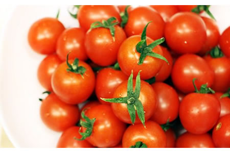 真子のミニトマト（約1,3kg）農家 直送品 A085-017 果物 くだもの フルーツ 人気 ランキング 高評価 佐賀県 小城市