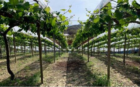 ぶどう 2024年 先行予約 クイーンニーナ 2房 合計約1kg 種無し ブドウ 葡萄 岡山市産 国産 フルーツ 果物 渡邊農園 [No.5220-1712]