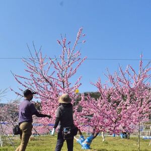 【きよとうファーム】上品な肉質 まどか 白桃 ご家庭用 5-7玉入(岡山県産)【配送不可地域：離島】【1571599】
