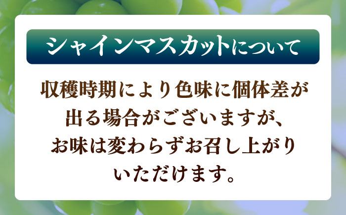 【先行予約】【数量限定】シャインマスカット 約2kg【日本フルーツ株式会社】 [ZFJ010]
