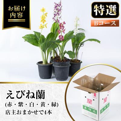 ふるさと納税 いちき串木野市 【個数限定】<3月末まで受付 >寿峰苑特選えびね蘭店主おすすめ開花済Bコース |  | 01
