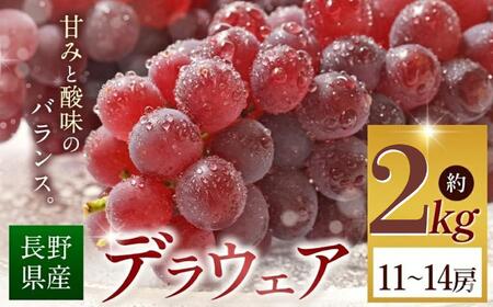 【2026年先行予約】 デラウェア  約2kg (11～14房) 【8月下旬以降発送予定】 