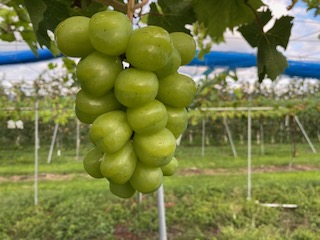 【2026年先行予約】信州伊那産ぶどう２種詰合せセット（約1.5kg）シャインマスカット　雄宝｜ぶどう ぶどう詰合せ 葡萄 セット ぶどう食べ比べ 2種セット シャインマスカット 雄宝 種なし ぶどう