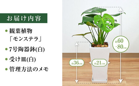 観葉植物 モンステラ スクエア 陶器鉢植え 7号【鉢色：白】/ 観葉 植物 インテリア おしゃれ プレゼント / 大村市 /琴花園[ACYK003]