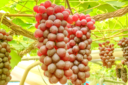 C-560 早出し 椋さんのこだわりデラウェア 2kg