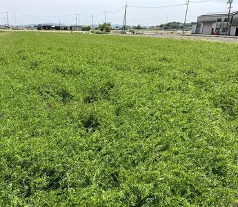 一粒万倍米（農薬・化学肥料不使用朝日米）玄米 5kg