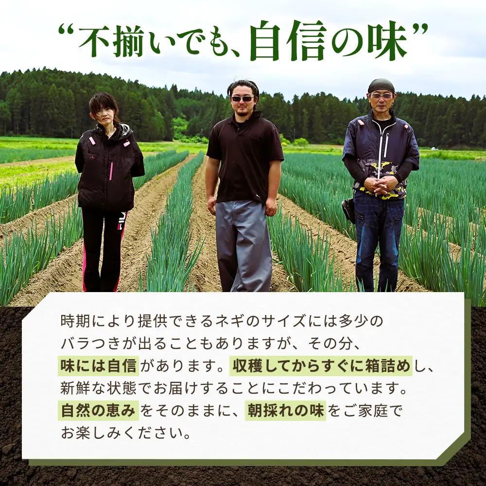 【先行予約】とれたて直送 角田市産！とろける甘みの「こだわり長ネギ」 約3kg （約12本～18本）【11月上旬以降発送】| 新鮮 産地直送
