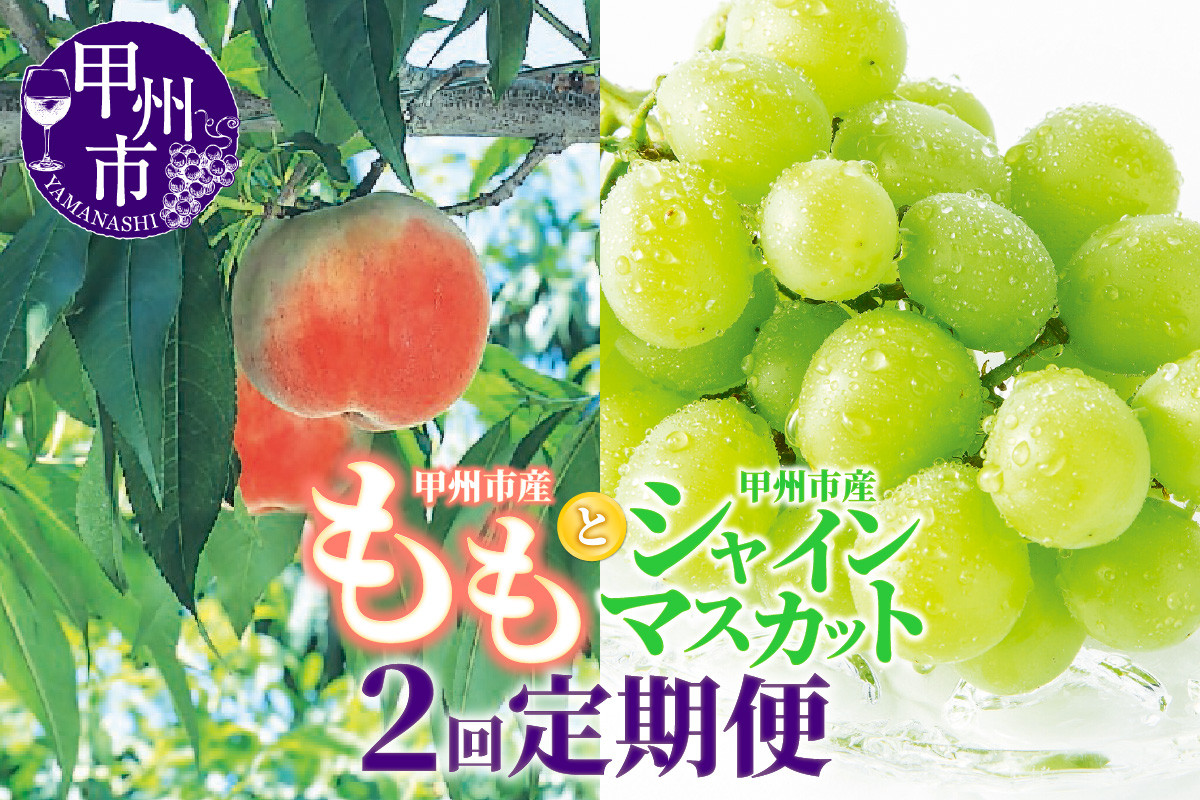 
            【定期便】甲州市フルーツ定期便 桃 約2kg 6～8玉・シャインマスカット 約1.2kg 2～3房【2025年発送】（OGN）C7-1801【桃 もも シャインマスカット 葡萄 ぶどう 令和7年発送 期間限定 山梨県産 甲州市 フルーツ 果物】
          