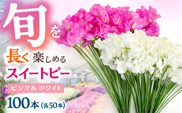 【R7年度12月以降発送】【生産農家直送！】スイートピー 花束 100本（ピンク＆ホワイト）【木下農園】生花 [IBW005]