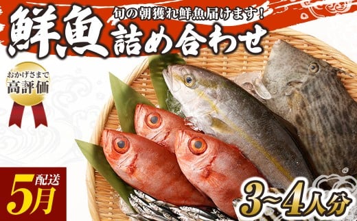 旬の朝獲れ鮮魚詰め合わせ 【2026年5月配送】 鮮魚 直送 ボックス 詰め合わせ【以布利定置網　漁師直送】セット おまかせ 魚介 海鮮 魚 魚介類 海鮮セット 新鮮 天然【S00818-5】