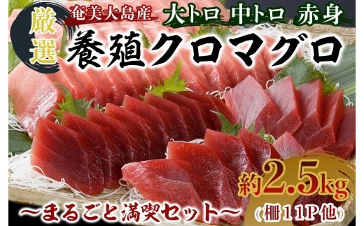 
                  クロマグロ 2.5kg以上 まるごと満喫セット 柵11P他 大トロ 中トロ 赤身 かま ホホの身 本マグロ
                