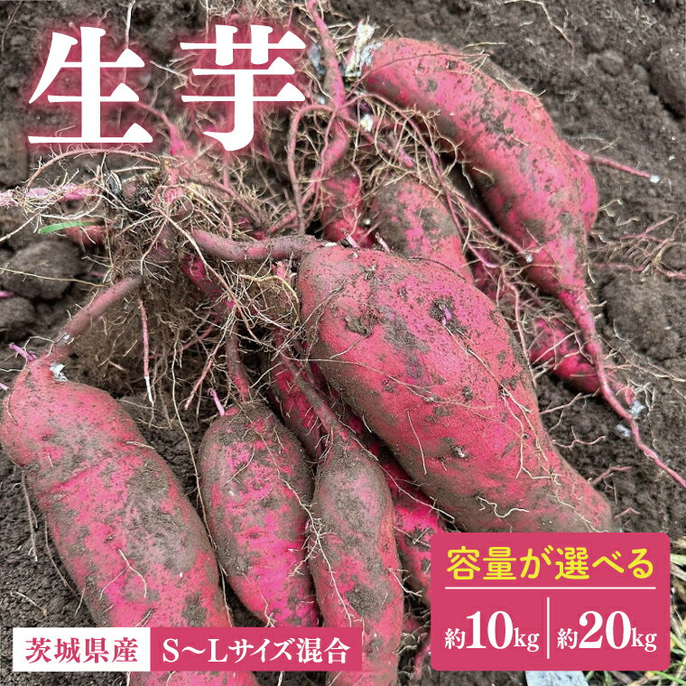 【ふるさと納税】【選べる】生芋 S～Lサイズ混合 【サツマイモ さつま芋 さつまいも 芋 いも 野菜 紅はるか 茨城県 阿見町 阿見 15000円以内 20000円以内 2万円以内】