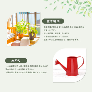 【観葉植物】シュロチク100cm～120cm 前園植物園 IB002-013 観葉植物 ※北海道・沖縄・離島配送不可