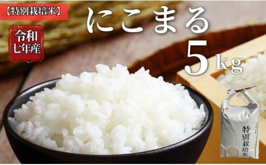 お米 令和7年産 5kg にこまる 特別栽培米  先行予約  【2025年11月以降発送】 精米 米 こめ コメ 白米 ごはん ライス 愛媛 伊予市｜C150