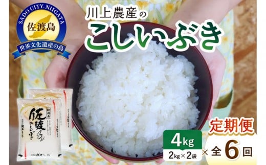 【レビューキャンペーン実施中！】令和7年産 佐渡 川上農産のこしいぶき 定期便（2kg×2×全6回）