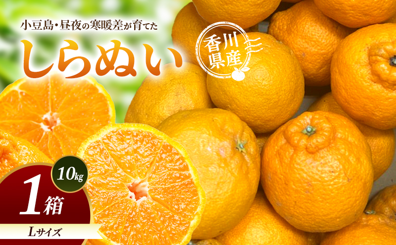 しらぬい 不知火 シラヌイ 10kg 1箱 Lサイズ 小豆島 肥土山 香川県産 国産 みかん 柑橘 かんきつ 果物 フルーツ くだもの デザート おやつ サラダ ジュース スムージー まとめ買い お取り寄せ ギフト 贈答 プレゼント 香川県 土庄町
