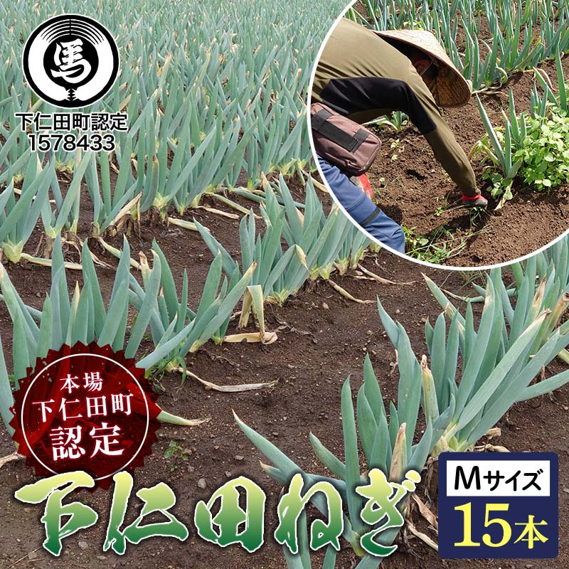 【ふるさと納税】本場下仁田町認定葱の会会員が作った下仁田ねぎ（Mサイズ 15本） とろける 甘い ねぎ ネギ 王様ねぎ 殿様ねぎ 特産 栄養たっぷり ブランド 上州ねぎ すきやき 野菜 F21K-603