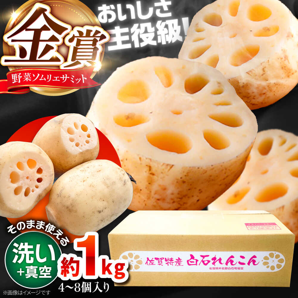 【ふるさと納税】【R8年1月以降発送】【金賞受賞！】【真空パック】松尾青果のこだわり白石れんこん 約1kg （4-8個入り）【松尾青果】 れんこん レンコン 泥付き 白石れんこん 真空 真空パック 金賞 金賞受賞 野菜ソムリエサミット 佐賀県 白石町 [IBD016]