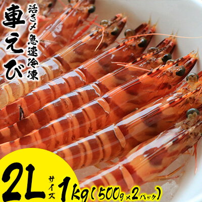 【ふるさと納税】活き〆急速冷凍車えび【2Lサイズ】　1kg（500g×2パック） エビ えび 海老 刺身 さしみ おせち 食材 食べ物 海産物 海産 沖縄 名護 くるまえび お取り寄せ うまみ 甲殻類 送料無料 冷凍