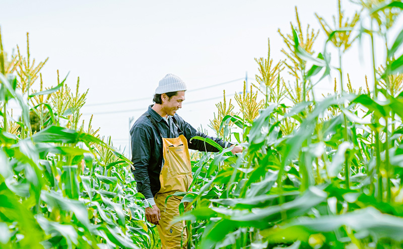 【2025年6月上旬より順次発送】静岡県島田市産 とうもろこし 10本～12本【配送不可：北海道・沖縄・離島】