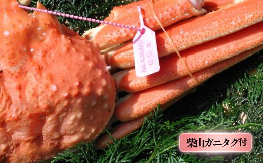 【先行予約】【柴山産 茹で タグ付 柴山ガニ 1匹（約800g以上）冷蔵】11月中旬以降配送予定 柴山で水揚げされた新鮮な松葉ガニを熟練の職人が茹で上げ。産地証明のタグ付き松葉ガニ カニの本場 香住 