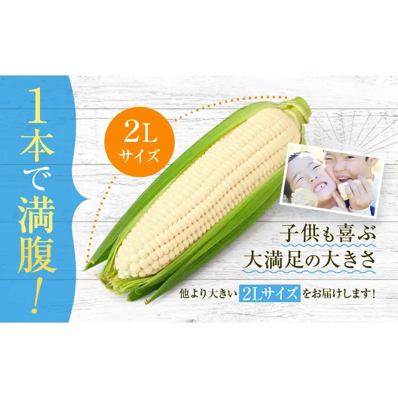 2026発送 富良野 ホワイトコーン『ホワイトショコラ』2L10本 とうもろこし