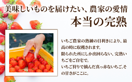 いちご【2月以降発送】朝採れとちあいか 大粒 約270g × 4パック 合計 約1080g |イチゴ いちご
