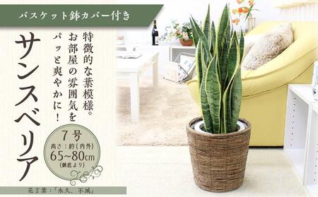 【観葉植物】サンスベリア 7号 ブラウンバスケット鉢カバー 土の表面:ウッドチップ ｜観葉植物 サンスベリア 鉢カバーつき