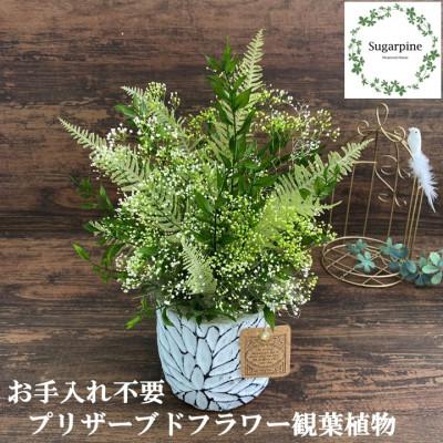ふるさと納税 春日部市 シュガーパインのプリザーブドフラワーアレンジ【クロエ/ホワイト】春日部市