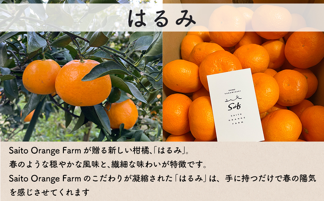 【先行予約】Saito Orange Farmのはるみ5kg(2026年2月上中旬頃より順次発送) IKTAQ016