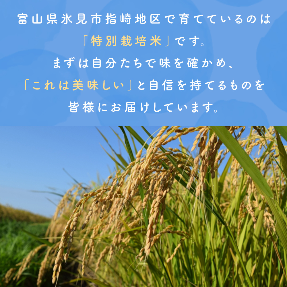 【先行受付】令和7年産 特別栽培米 富山県産コシヒカリ 10kg ＜2025年9月中旬以降順次発送＞ 鰤の里 白米 精米 こしひかり 富山県 氷見市