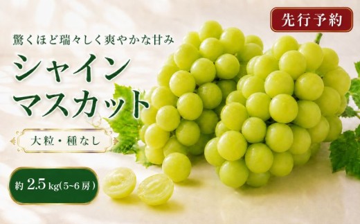 【2026年発送分】大容量 容量追加 シャインマスカット 約2.5kg 5 ~ 6 房 おすすめ マスカット 果物 くだもの フルーツ スイーツ 葡萄 ブドウ ぶどう 髙橋農園 国産 新潟県 新発田市 takahashi006