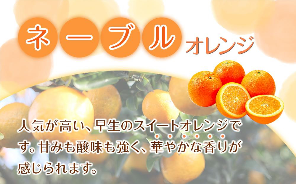 家庭用 森本農園の手選別 大玉ネーブルオレンジ 約7kg 和歌山県産 2L~4Lサイズ混合 ［北海道・沖縄・離島配送不可］［2026年1月上旬から順次発送］［RN106］