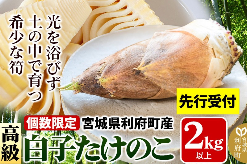 タケノコ 【2027年発送 先行受付】 宮城県 利府町産 採れたて 高級白子たけのこ 皮付き2kg以上（2～6本）筍 野菜 国産 新鮮 旬 [先行予約 予約 筍 竹の子 タケノコ 野菜 国産 新鮮 白子たけのこ]|06_ods-010201
