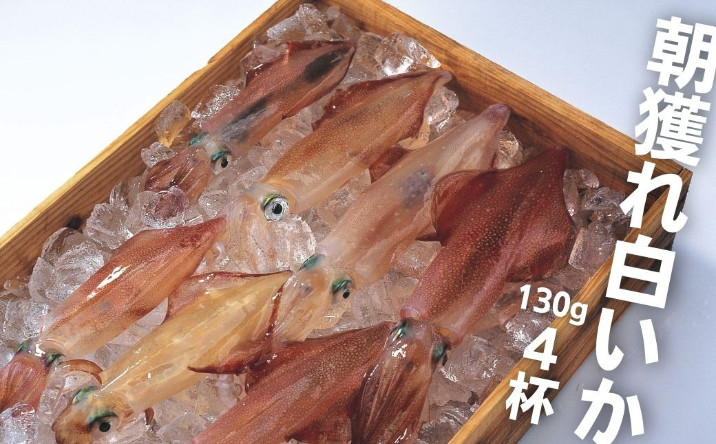 【島獲れ白いか】ブランドイカ 白いか130g 4杯セット