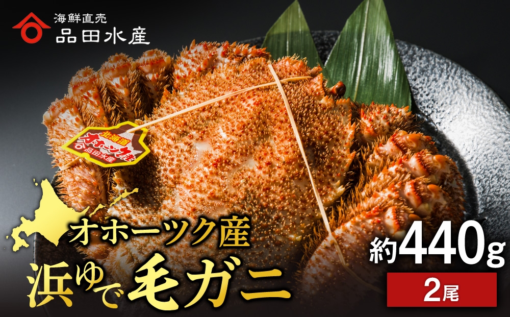 浜頓別産 ボイル毛蟹　約440g　2尾