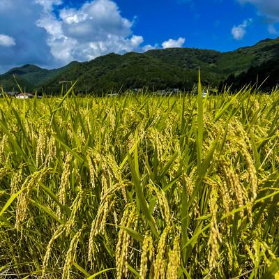 ふるさと納税 丹波篠山市 丹波篠山産特別栽培米コシヒカリ5kg×2 |  | 03