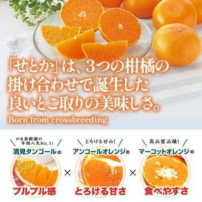 のま果樹園のせとか(2kg)[K003710K2]【1721898】