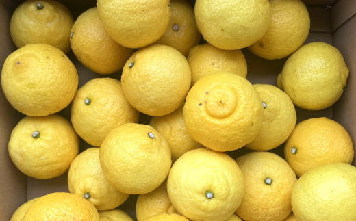 【さわやか柑橘】和歌山県産はるかみかん約4.5kg（サイズ混合　秀品）※2027年2月下旬～2027年3下旬頃順次発送【tec953】