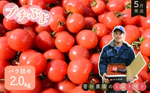 ミニトマト（プチぷよ）　バラ詰め2.0kg【5月発送】
