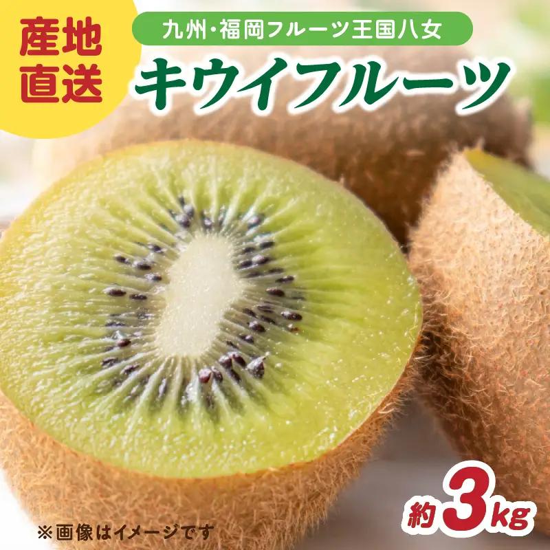 九州・福岡フルーツ王国八女 産地直送キウイフルーツ 約3.0kg【2026年12月発送開始】＜配送不可：北海道・沖縄・離島＞ フルーツ ヘイワード 産地直送 期間限定 福岡県 八女市 072-003